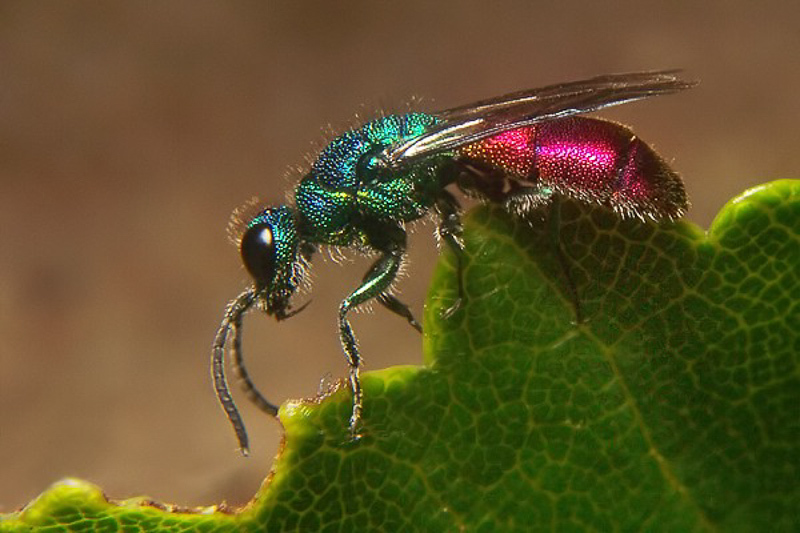 Aculeate Wasps : (Chrysididae) Chrysis ignita