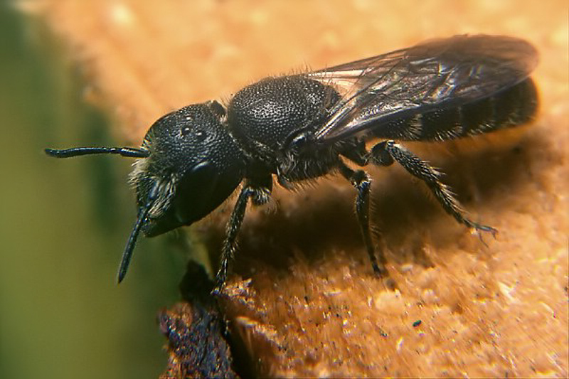 Bees : (Megachilidae) Heriades truncorum