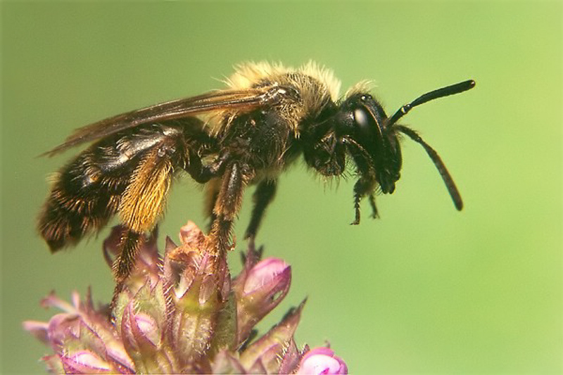 Bees : (Andrenidae) Andrena bicolor