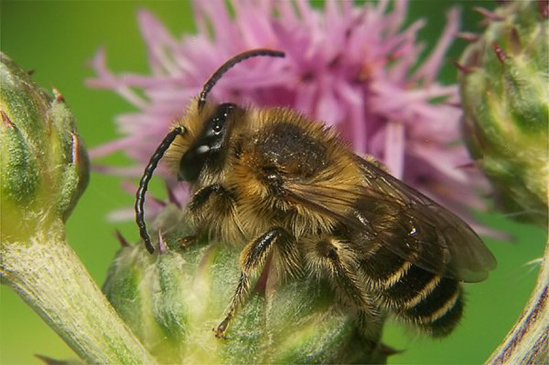 Bees : (Melittidae) Melitta tricincta