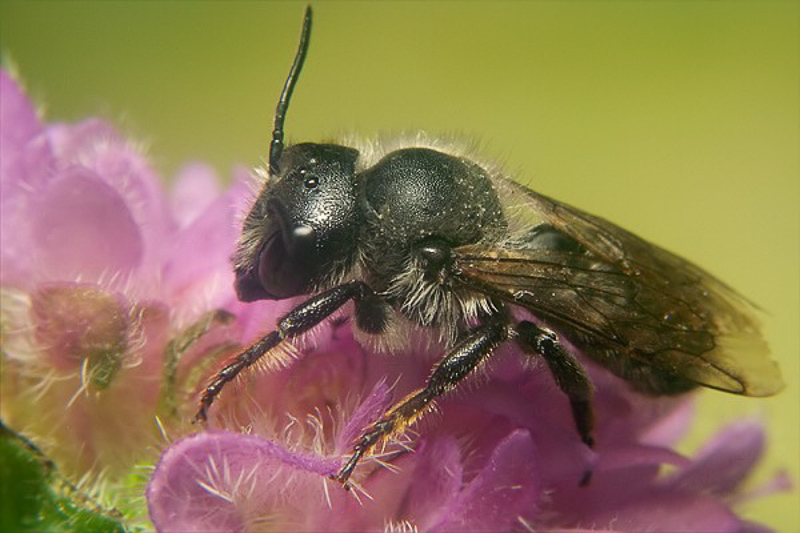 Bees : (Megachilidae) Megachile genalis