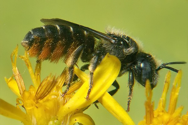 Bees : (Megachilidae) Osmia spinulosa