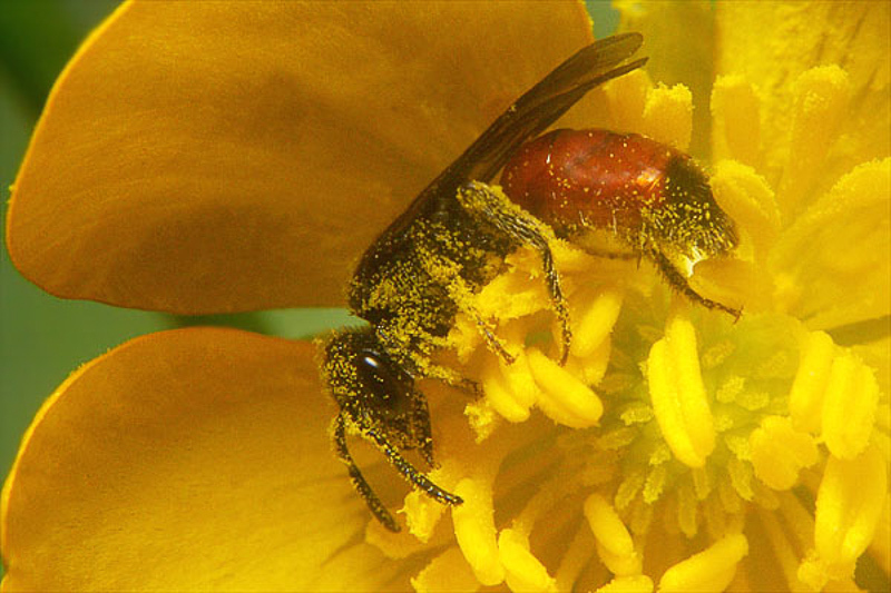 Bees : (Halictidae) Sphecodes ephippius