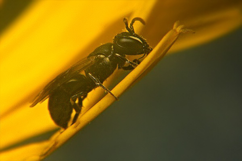 Bees : (Colletidae) Hylaeus angustatus
