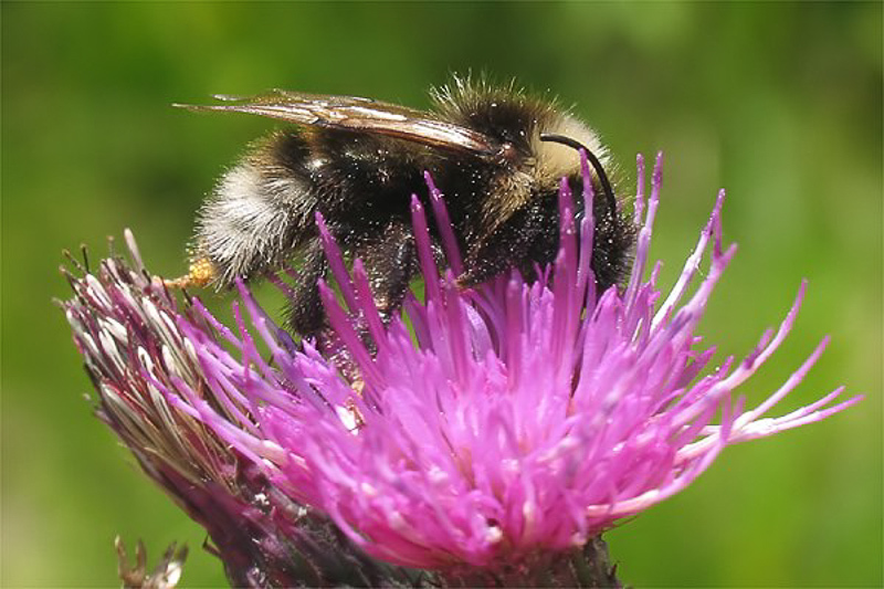 Bees : (Apidae) Bombus lucorum