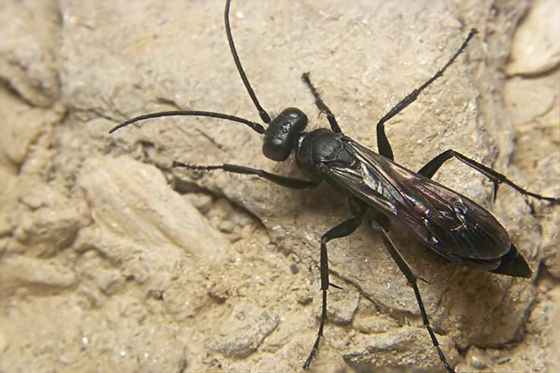 Aculeate Wasps : (Pompilidae) Arachnospila colpostoma