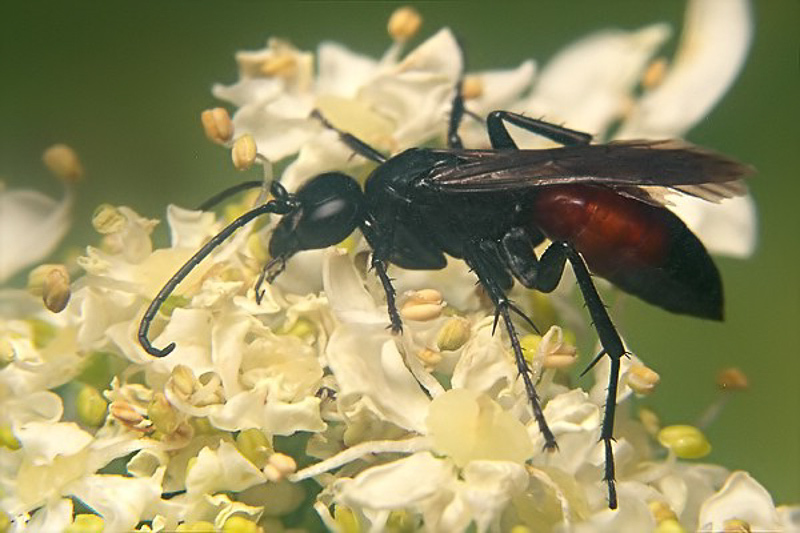 Aculeate Wasps : (Pompilidae) Arachnospila spissa