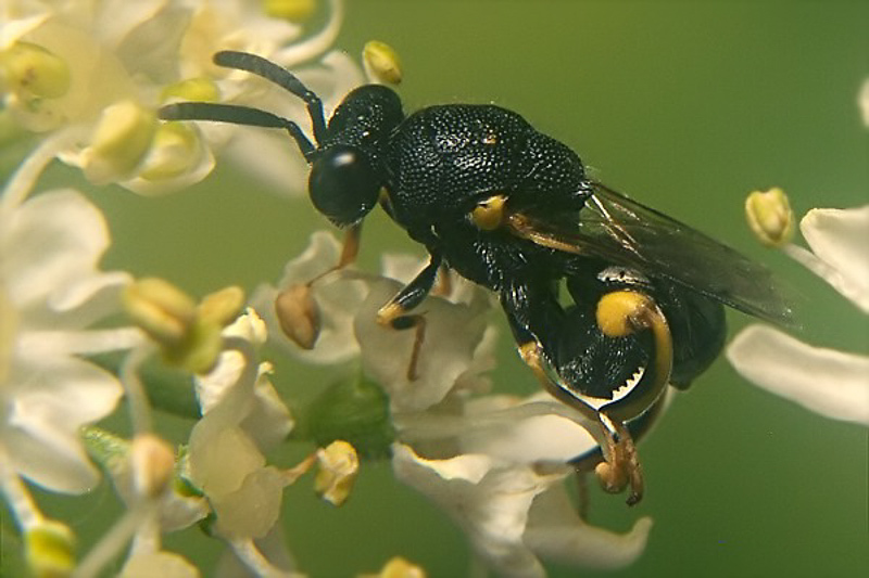 Chalcid wasps : (Chalcididae) Brachymeria tibialis