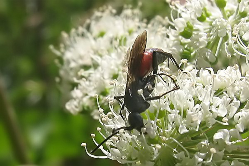 Aculeate Wasps : (Pompilidae) Arachnospila spissa