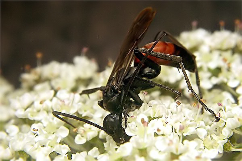 Aculeate Wasps : (Pompilidae) Cryptocheilus notatus