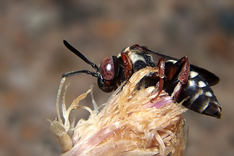 Bees : (Apidae) Epeolus variegatus