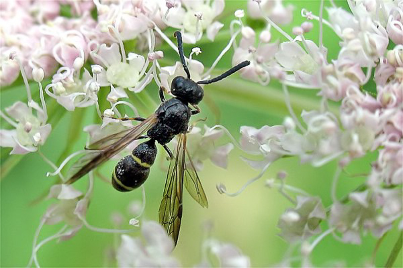 Aculeate Wasps : (Vespidae) Symmorphus bifasciatus