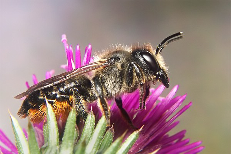 Bees : (Megachilidae) Megachile genalis