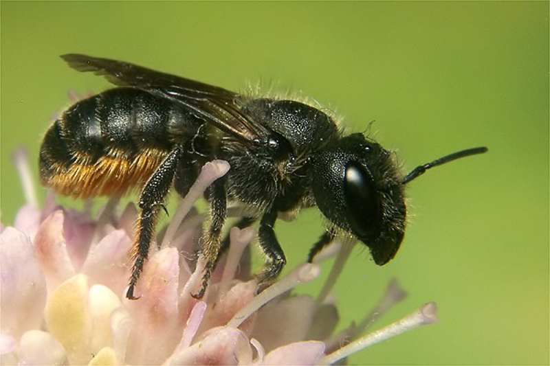 Bees : (Megachilidae) Osmia leaiana