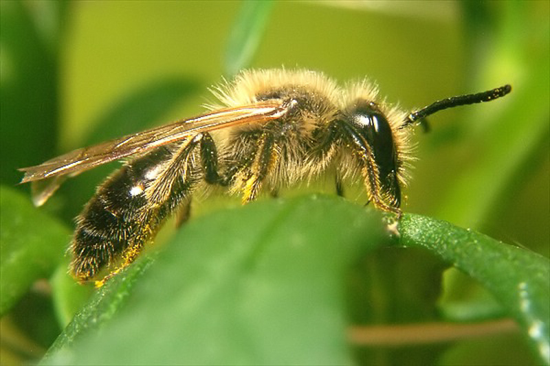 Bees : (Andrenidae) Andrena carantonica