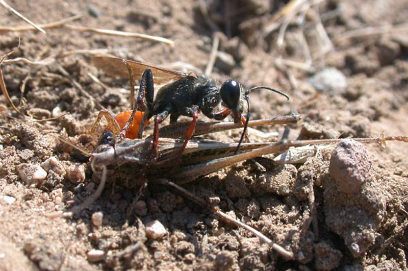 Aculeate Wasps : (Sphecidae) Sphex funerarius