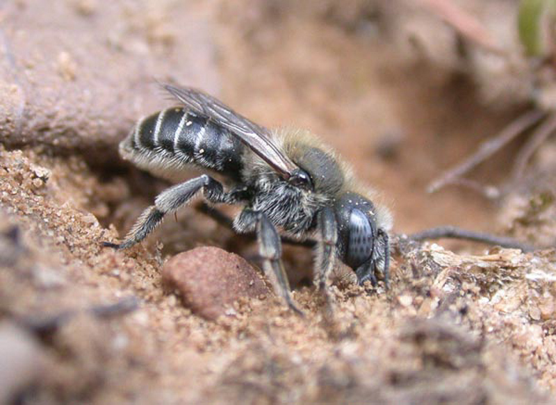 Bees : (Megachilidae) Hoplitis papaveris