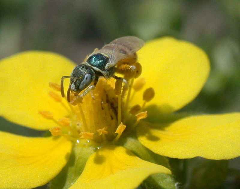 Bees : (Halictidae) Nomioides minutissimus