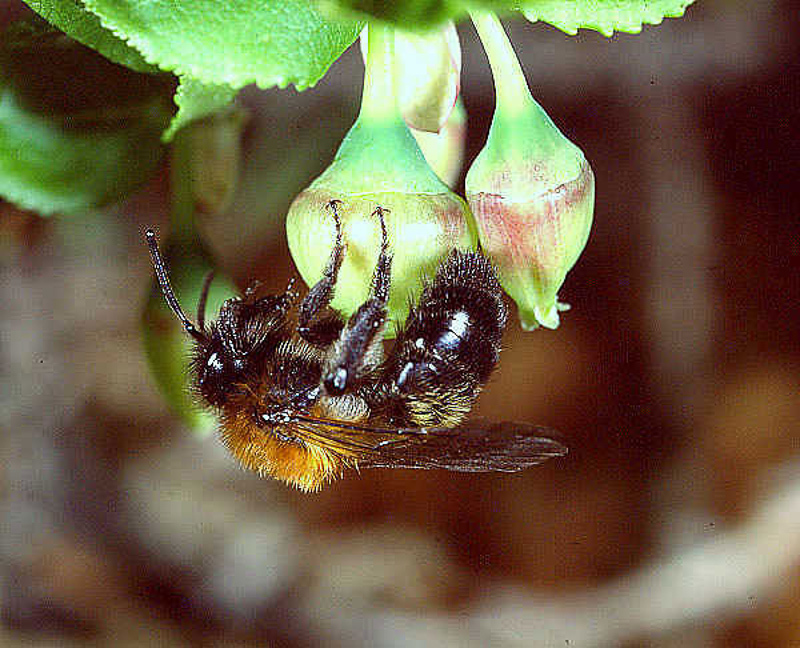 Bees : (Andrenidae) Andrena lapponica