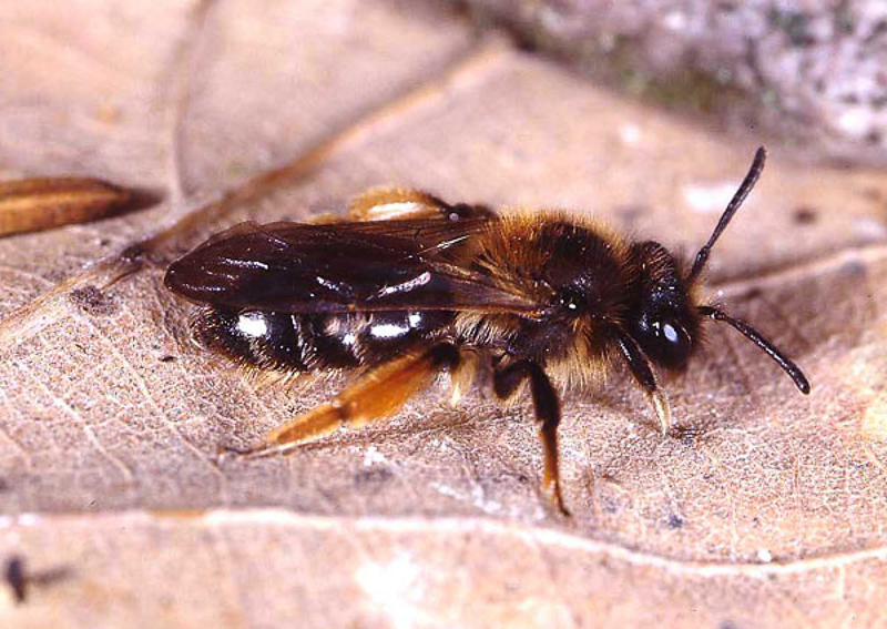 Bees : (Andrenidae) Andrena ruficrus