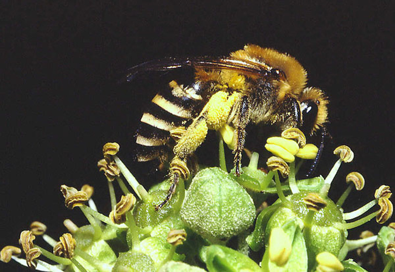 Bees : (Colletidae) Colletes hederae