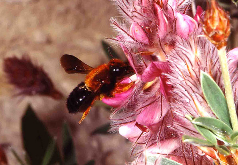 Bees : (Megachilidae) Megachile sicula