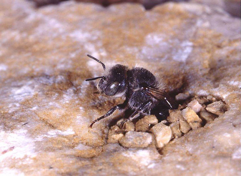 Bees : (Megachilidae) Hoplitis ravouxi