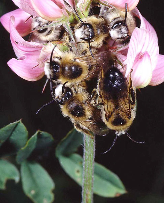 Bees : (Melittidae) Melitta dimidiata