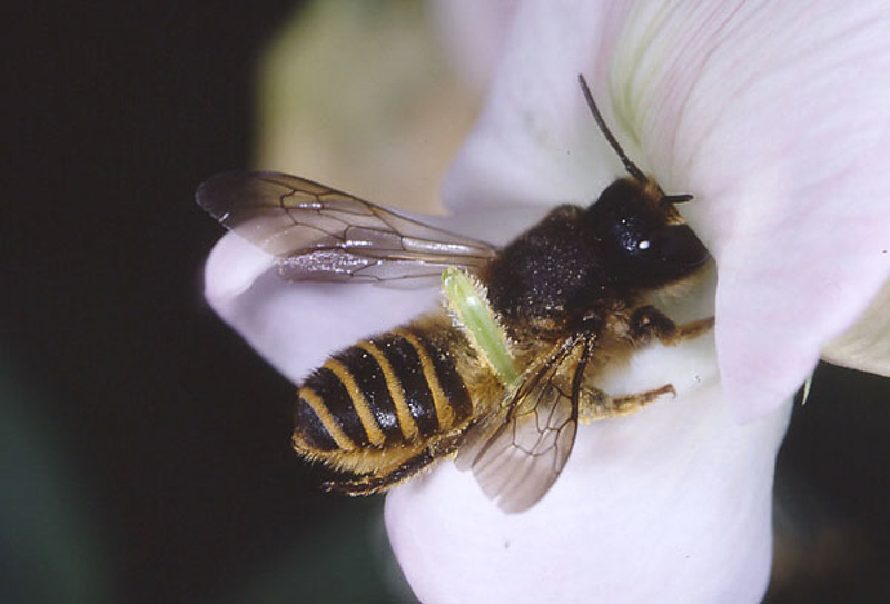 Bees : (Megachilidae) Megachile ericetorum