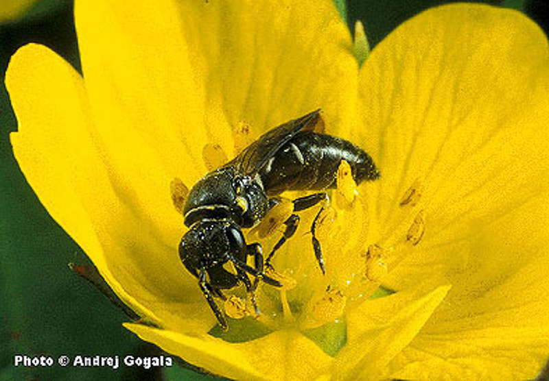 Bees : (Colletidae) Hylaeus confusus