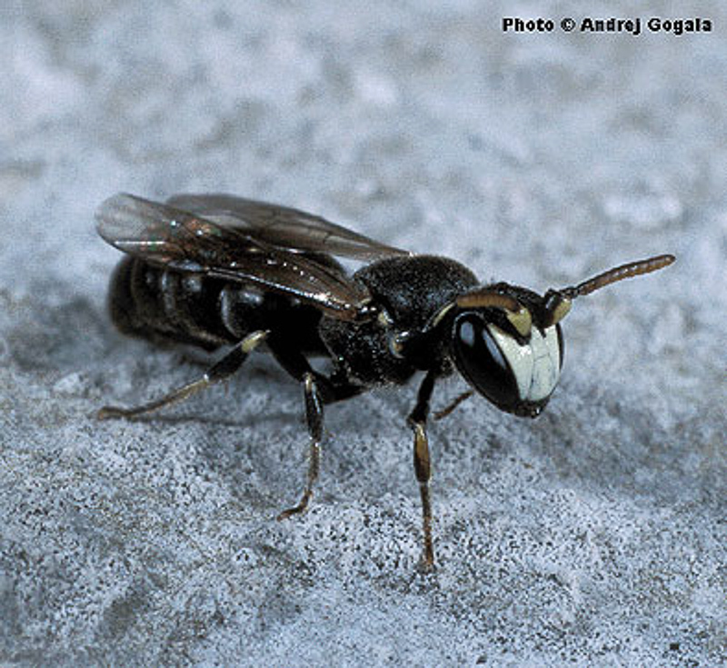 Bees : (Colletidae) Hylaeus kahri