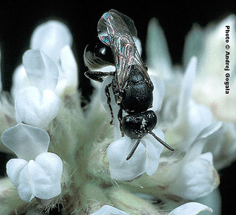 Bees : (Colletidae) Hylaeus lineolatus