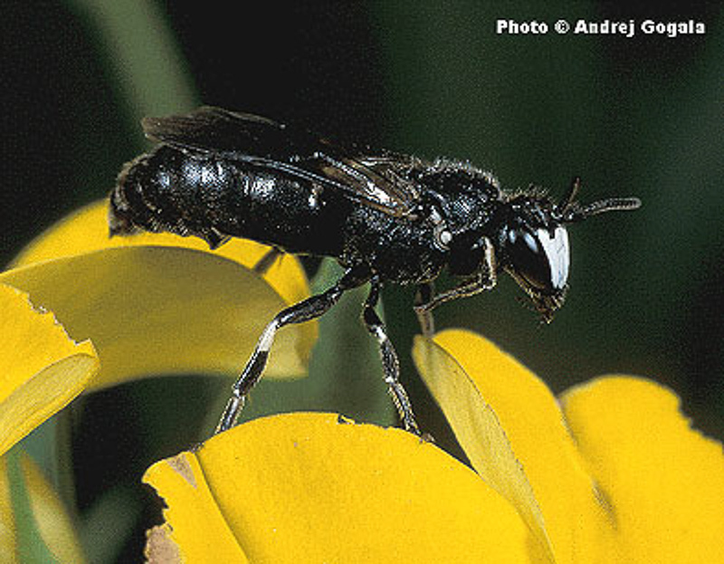 Bees : (Colletidae) Hylaeus nigritus
