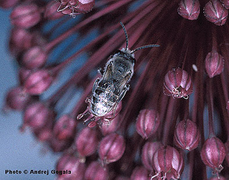 Bees : (Colletidae) Colletes carinatus