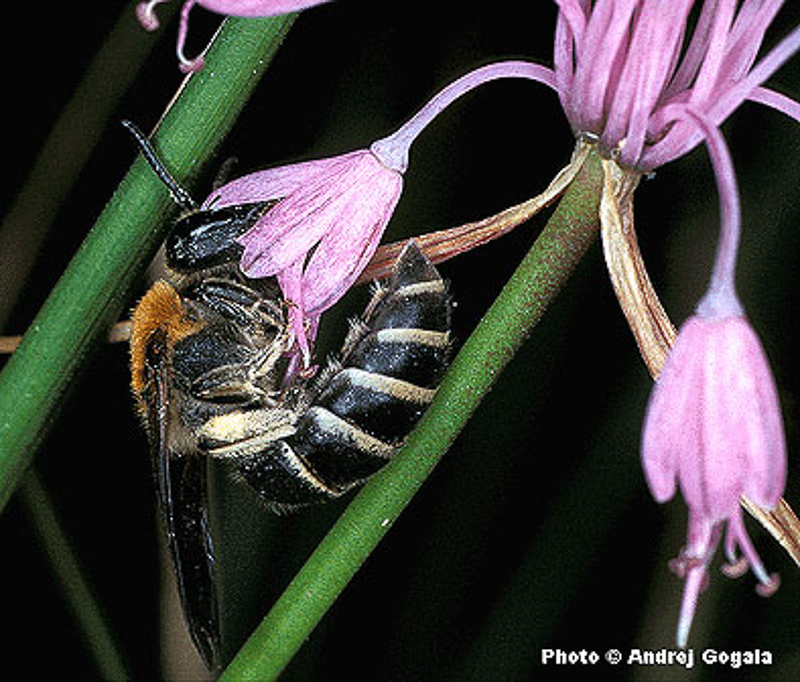 Bees : (Colletidae) Colletes graeffei