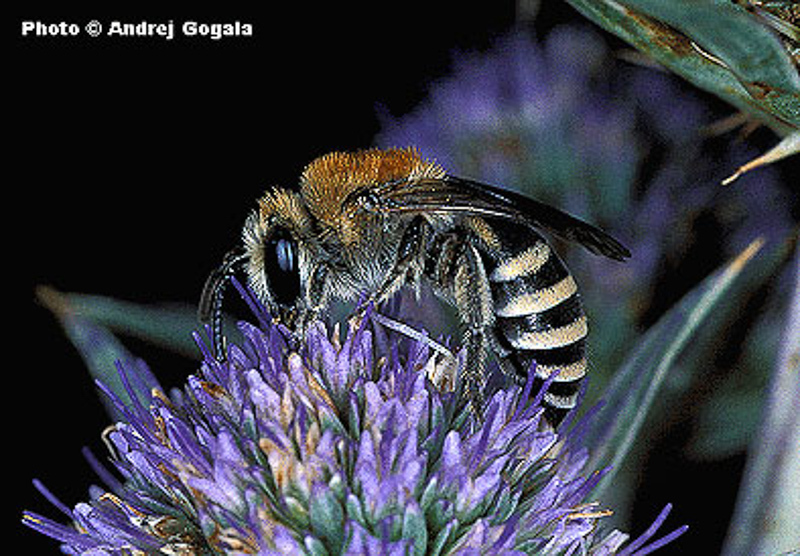 Bees : (Colletidae) Colletes similis