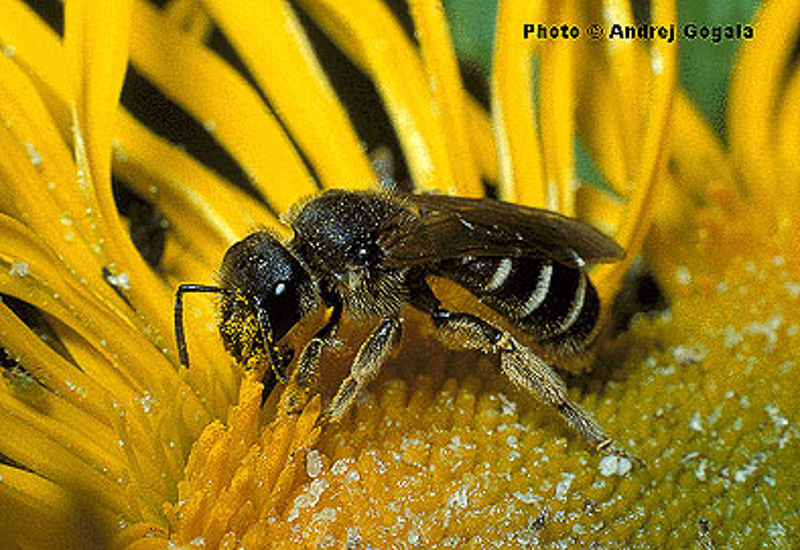Bees : (Apidae) Halictus langobardicus