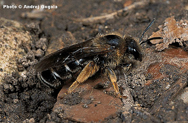 Bees : (Apidae) Halictus rubicundus