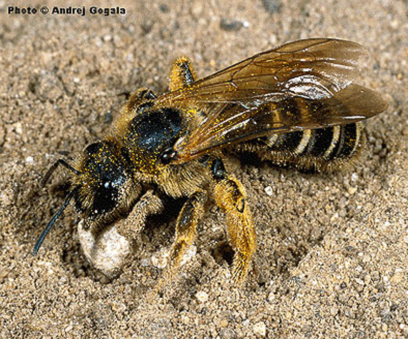 Bees : (Apidae) Halictus sexcinctus