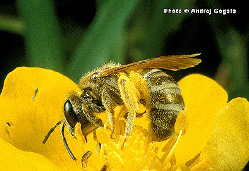 Bees : (Apidae) Halictus subauratus