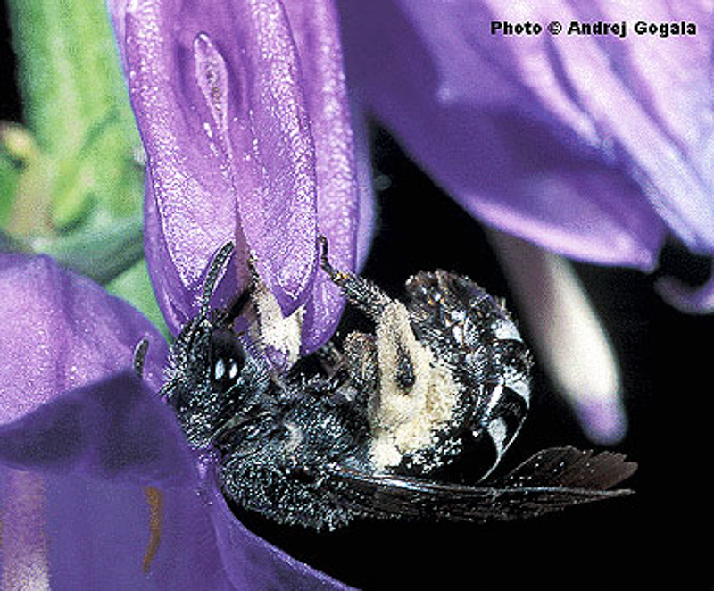 Bees : (Halictidae) Lasioglossum costulatum