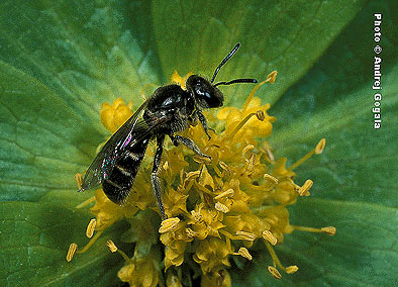 Bees : (Halictidae) Lasioglossum fulvicorne