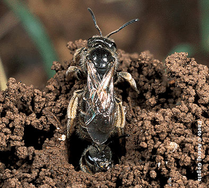 Bees : (Halictidae) Lasioglossum marginatum