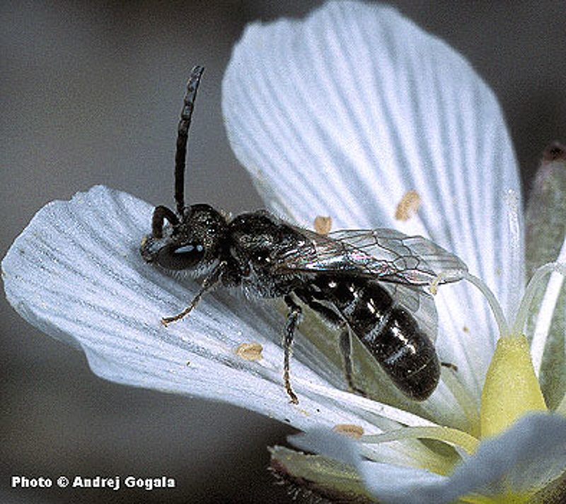 Bees : (Halictidae) Lasioglossum morio