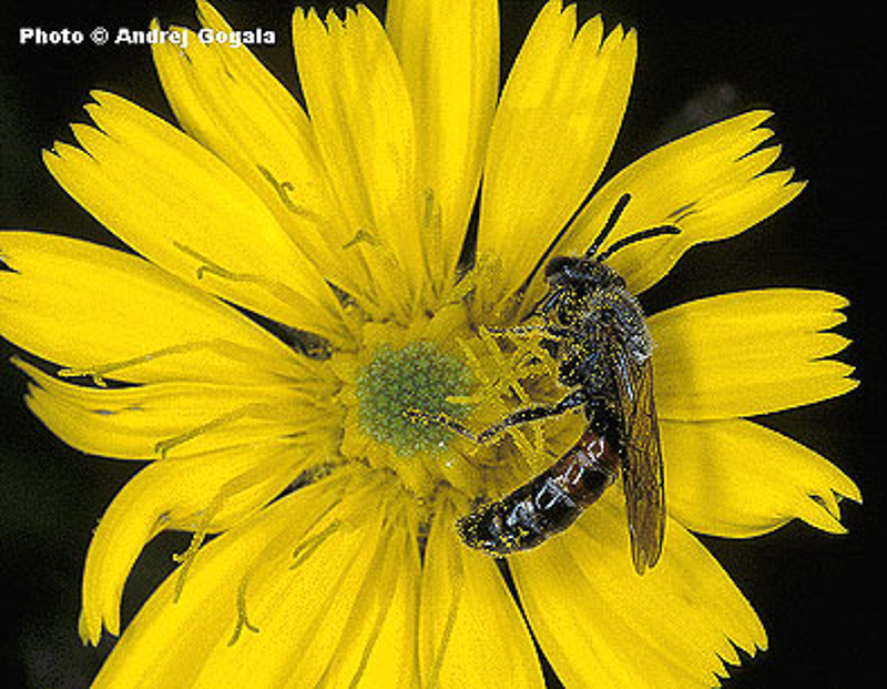 Bees : (Halictidae) Lasioglossum nigripes