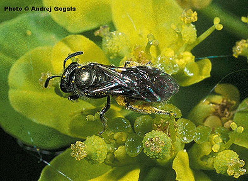 Bees : (Halictidae) Lasioglossum nitidulum