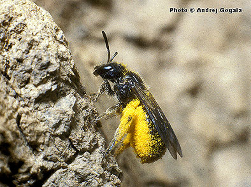 Bees : (Halictidae) Lasioglossum puncticolle