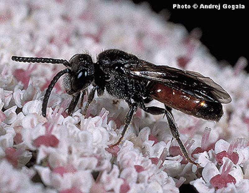 Bees : (Halictidae) Sphecodes ferruginatus