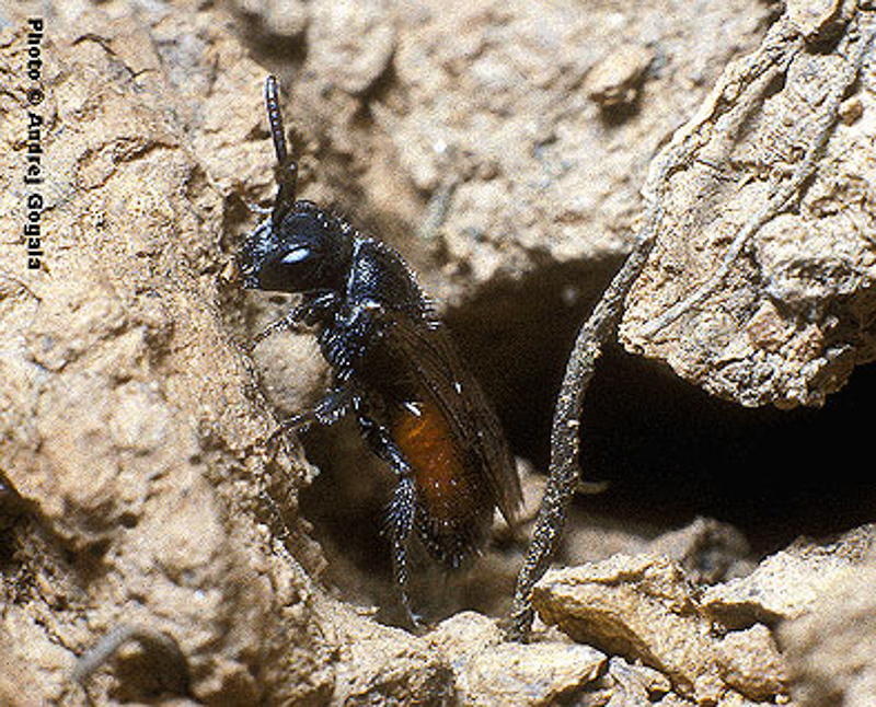 Bees : (Halictidae) Sphecodes puncticeps