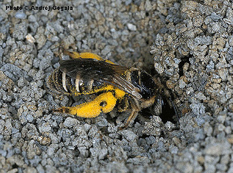 Bees : (Halictidae) Pseudapis bispinosa